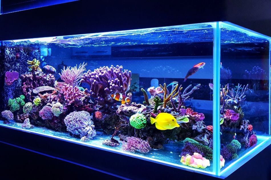 How to Keep an Aquarium Healthy With Better Record Keeping