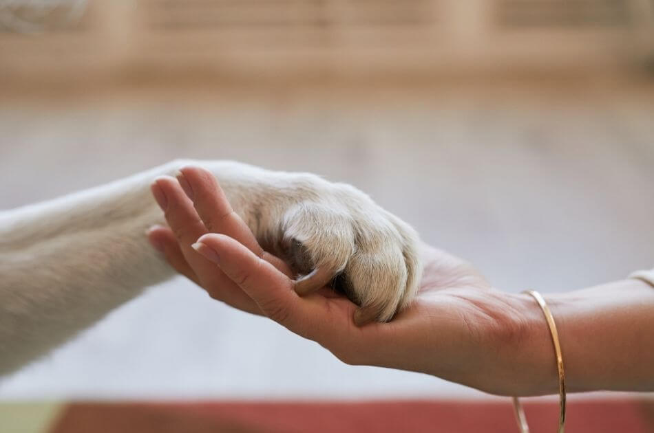 How to Keep Your Pet's Health, Records, and Care Information Organized in One Place