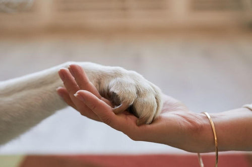 How to Keep Your Pet's Health, Records, and Care Information Organized in One Place