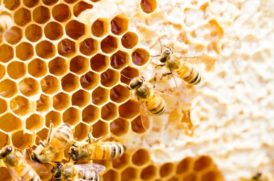 How to Keep Better Beekeeping Records and Manage Your Apiary More Effectively
