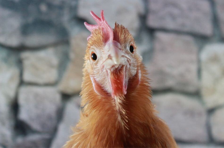 How to Keep Better Chicken Records and Manage Your Flock More Effectively