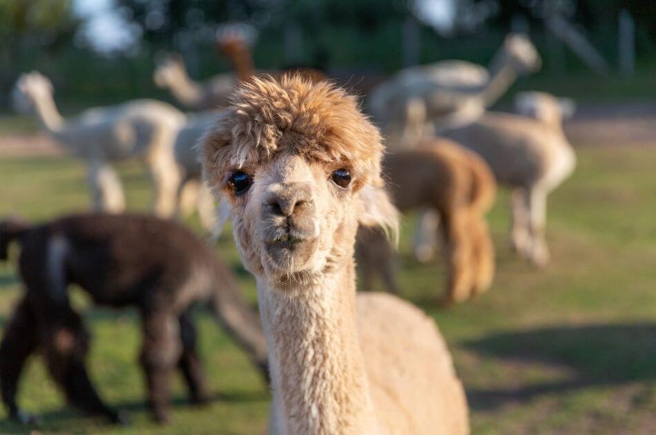 How to Stay Organized When Managing Alpacas and Llamas