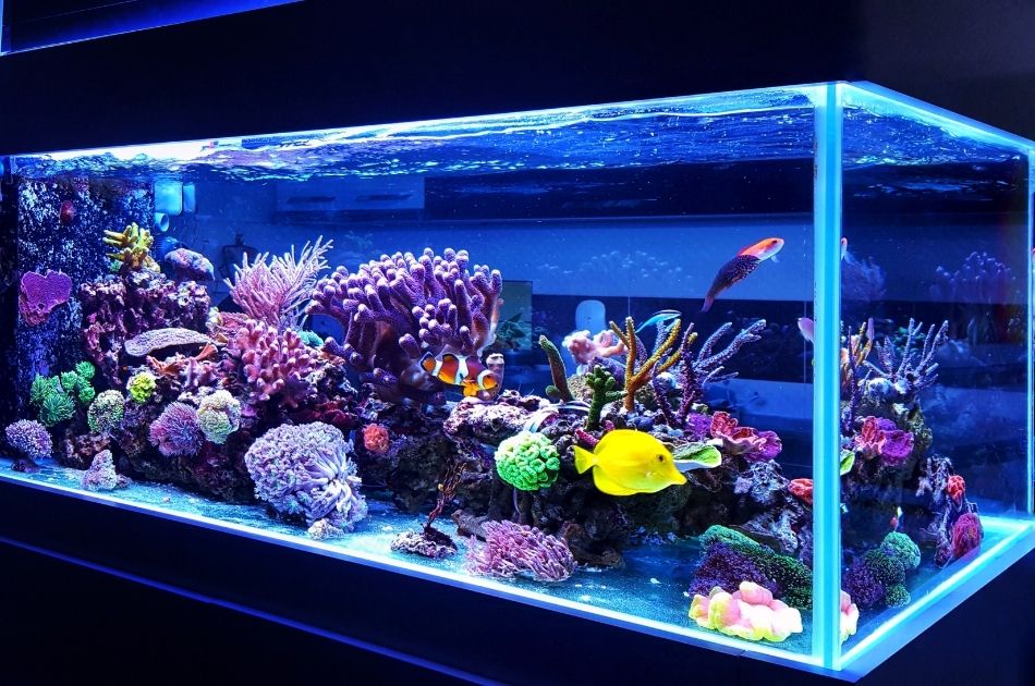 How to Keep an Aquarium Healthy With Better Record Keeping