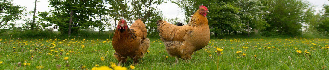 Header image for blog about chickens and eggs, showcasing a chicken coop with hens and freshly laid eggs.