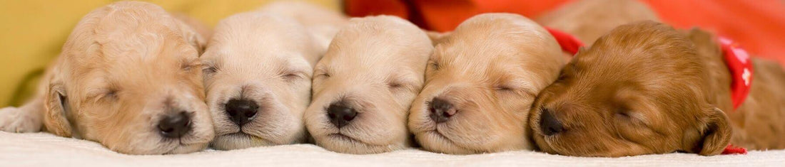 Header image for a blog about managing a dog breeding business