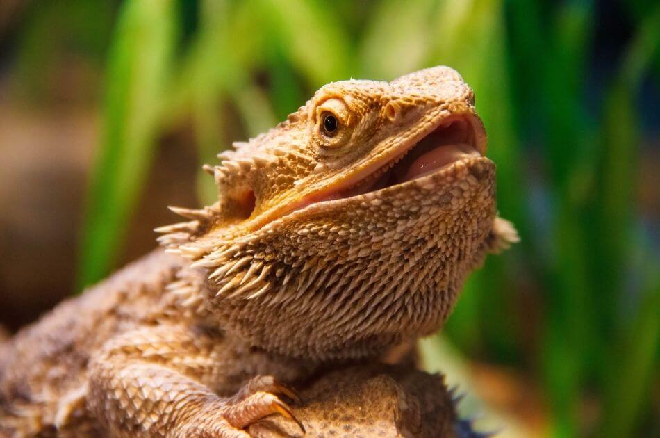 How to Provide Better Care and Create a Healthier Environment for Your Reptile