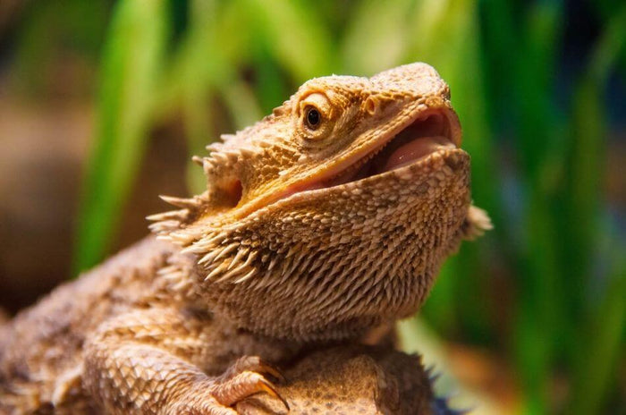 How to Provide Better Care and Create a Healthier Environment for Your Reptile