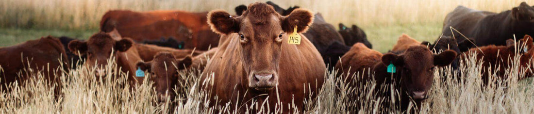 Header image for blog about cattle ranching, featuring a herd of cattle grazing in a scenic pasture.