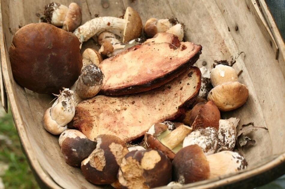 How to Become a Better Mushroom Forager by Keeping Better Records