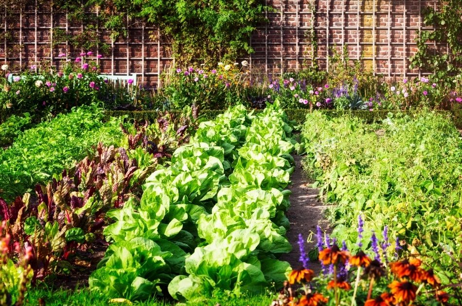 How to Keep Your Garden Organized From Planning to Harvest