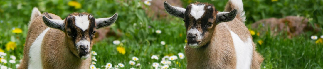 Organizing Goat Breeding: Planning, Tracking, and Managing Kidding Season