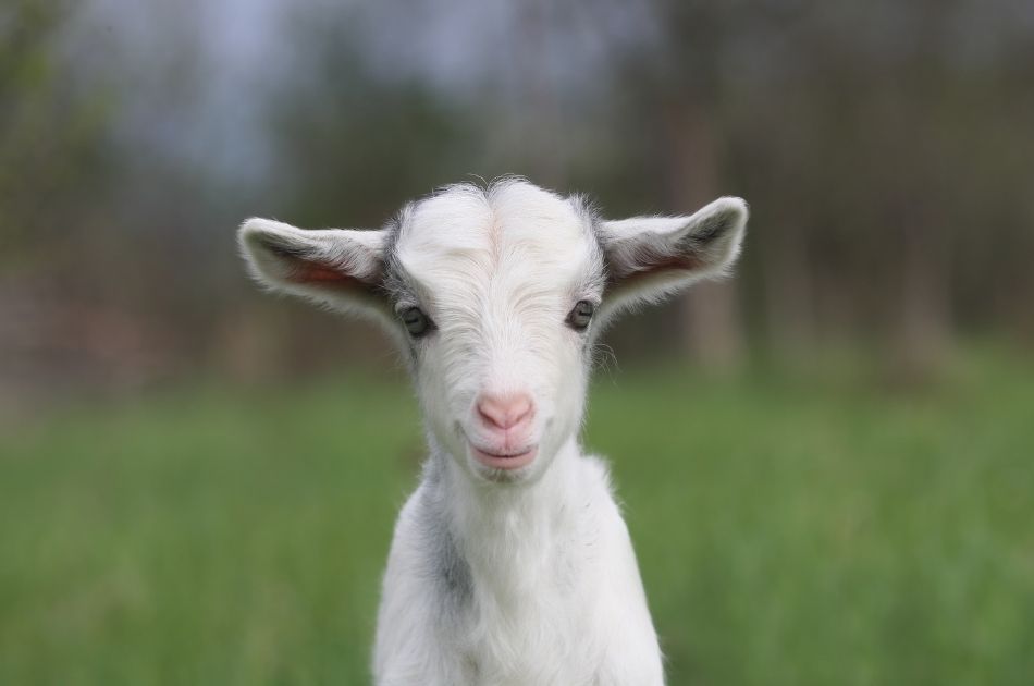 How to Keep Better Goat Records and Manage Your Herd More Effectively