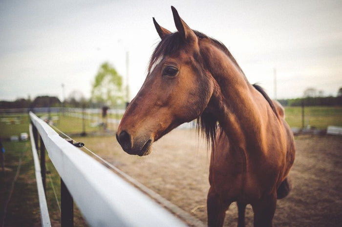 How to Stay Organized and Provide Better Care for Your Horse