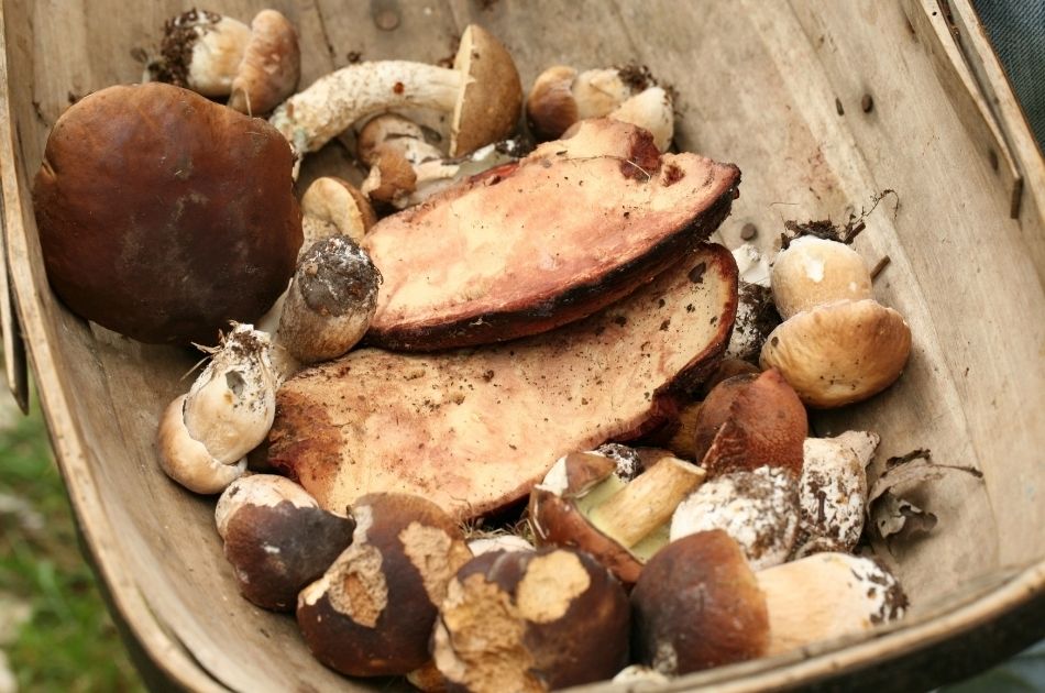 How to Become a Better Mushroom Forager by Keeping Better Records
