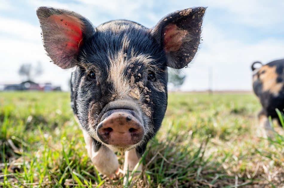 How to Stay Organized and Manage a Healthier, More Productive Pig Operation