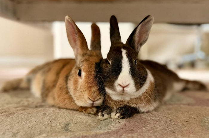 How to Stay Organized and Manage a More Successful Rabbitry