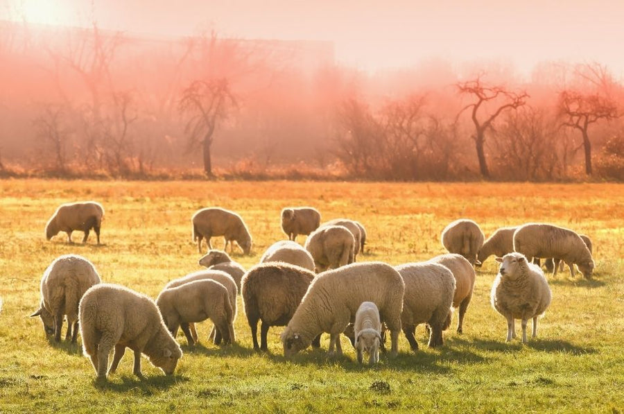 How to Stay Organized and Manage a Healthier, More Productive Sheep Flock