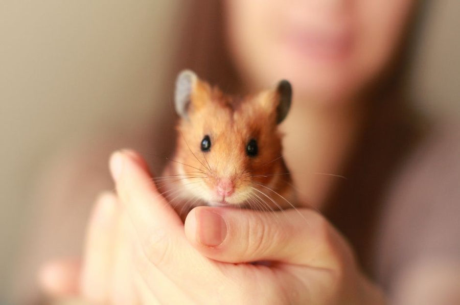 How to Stay Organized and Provide Better Care for Your Small Pet
